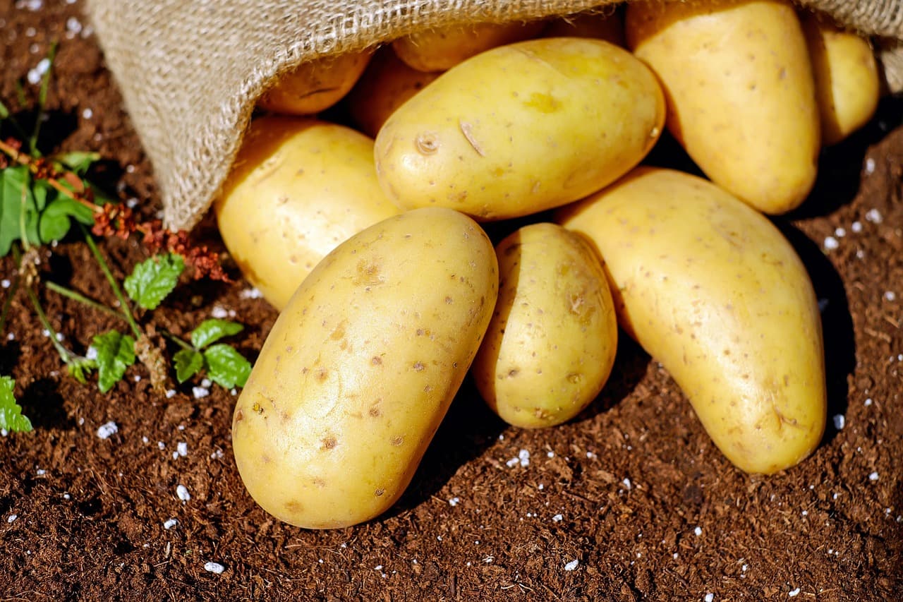 Agriculture sénégalaise